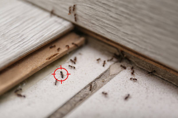 Best Pest Control Near Me  in Mount Gilead, OH