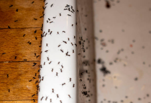 Best Wildlife Control Services  in Mount Gilead, OH