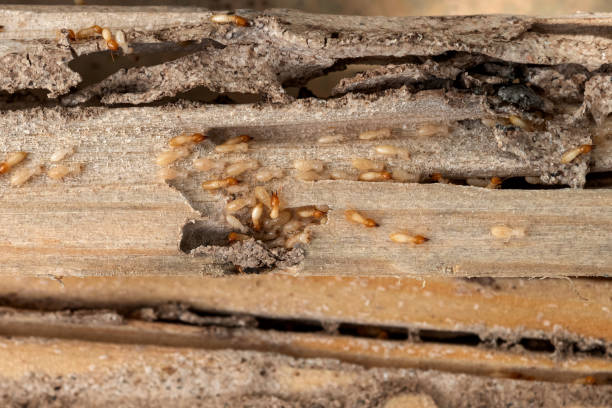 Best Exterminator Services  in Mount Gilead, OH